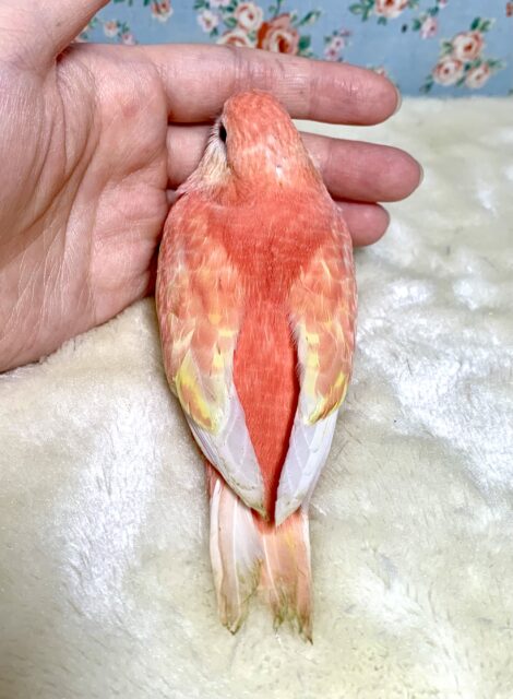 アキクサインコ（秋草インコ）