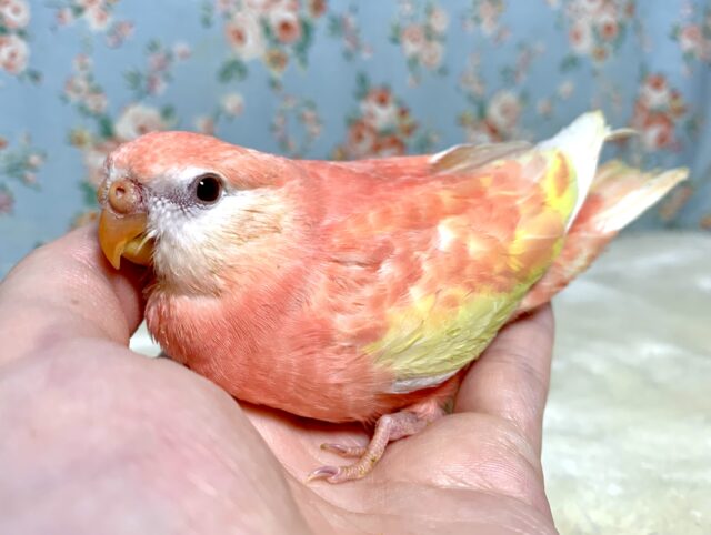 アキクサインコ（秋草インコ）