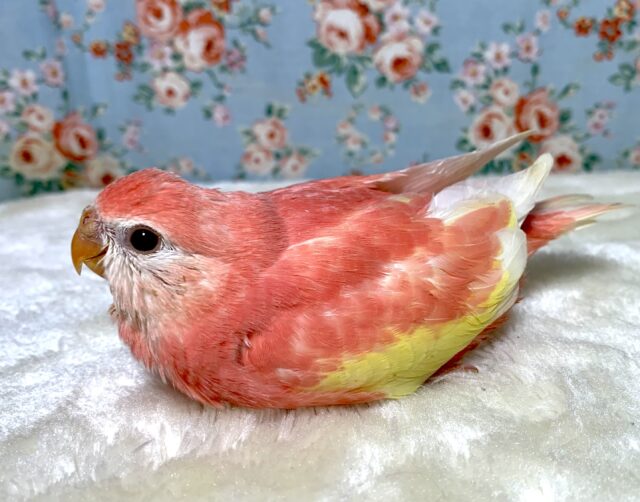 アキクサインコ（秋草インコ）