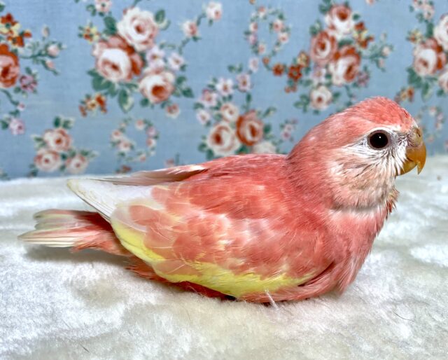 アキクサインコ（秋草インコ）