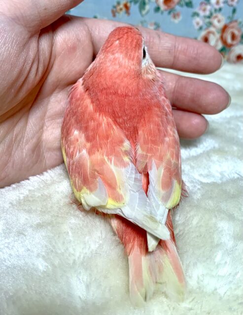 アキクサインコ（秋草インコ）