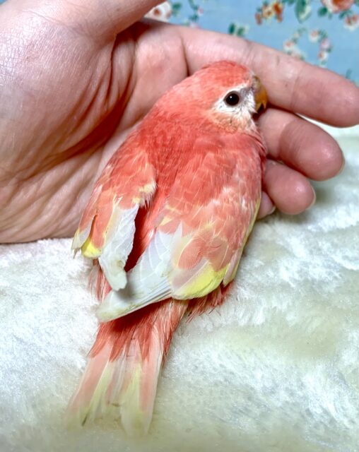 アキクサインコ（秋草インコ）