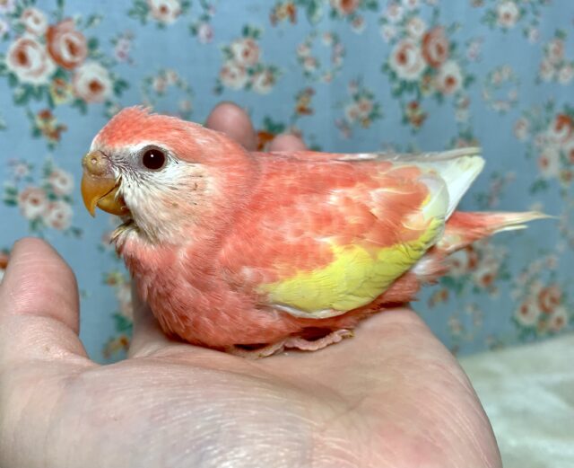 アキクサインコ（秋草インコ）