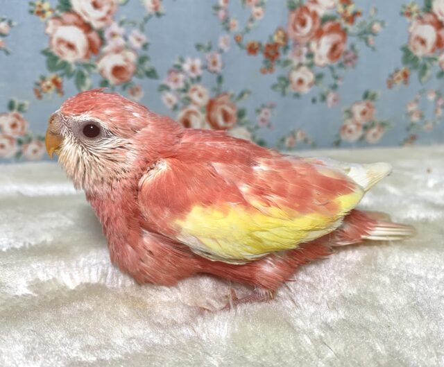 アキクサインコ（秋草インコ）