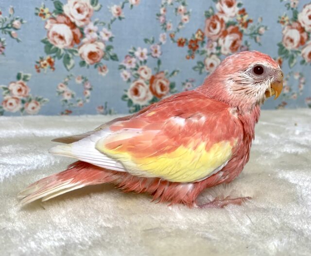 アキクサインコ（秋草インコ）
