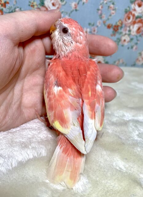 アキクサインコ（秋草インコ）