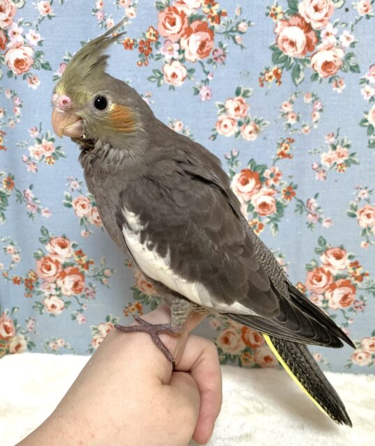 オカメインコ