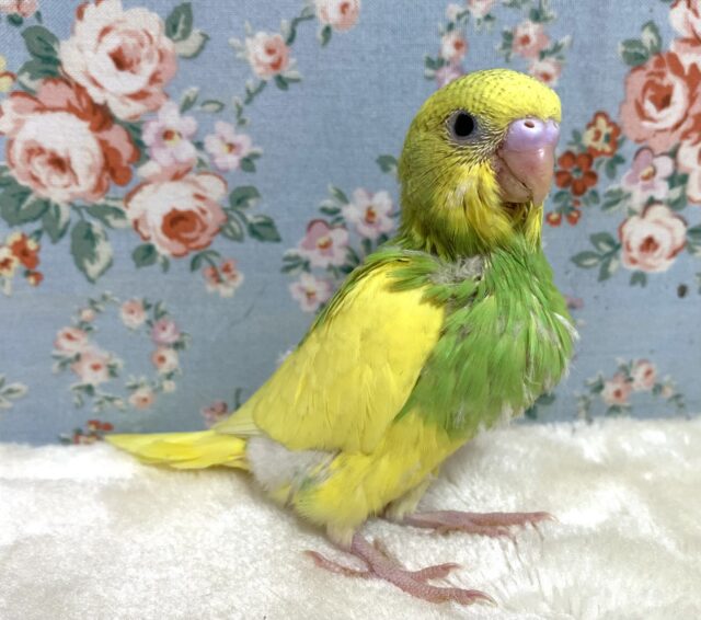 セキセイインコ