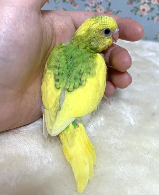 セキセイインコ