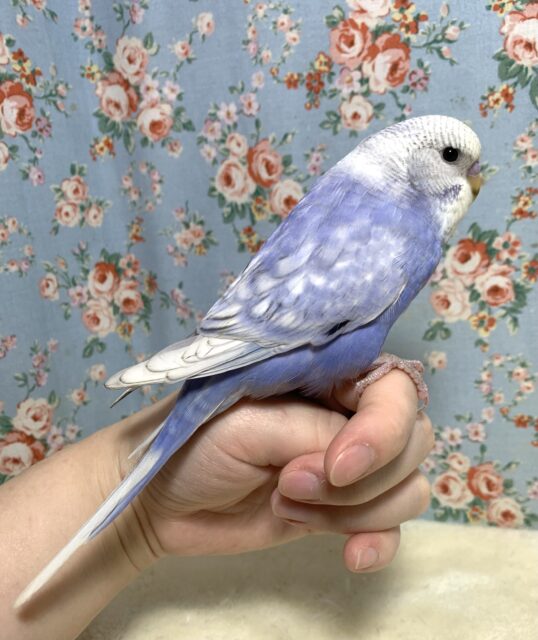 ジャンボセキセイインコ