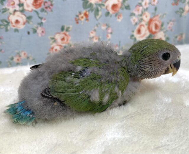 コザクラインコ（小桜インコ）