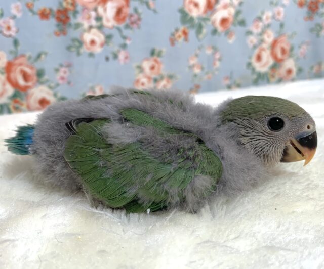 コザクラインコ（小桜インコ）
