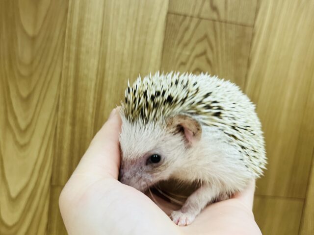 ハリネズミ（ヨツユビハリネズミ）