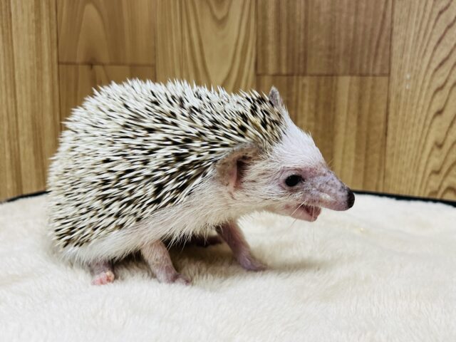 ハリネズミ（ヨツユビハリネズミ）