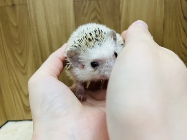 ハリネズミ（ヨツユビハリネズミ）