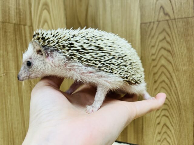 ハリネズミ（ヨツユビハリネズミ）