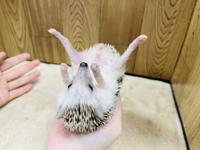 ハリネズミ（ヨツユビハリネズミ）