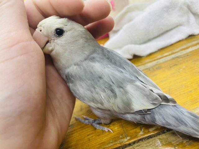 コザクラインコ（小桜インコ）