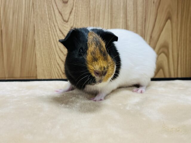 イングリッシュモルモット