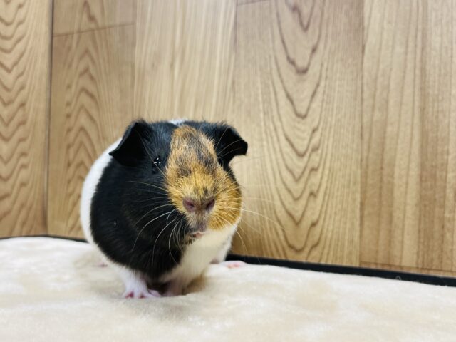 イングリッシュモルモット