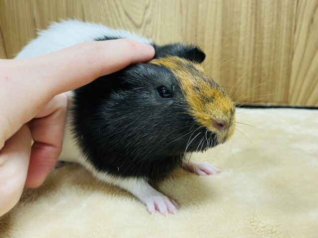 イングリッシュモルモット