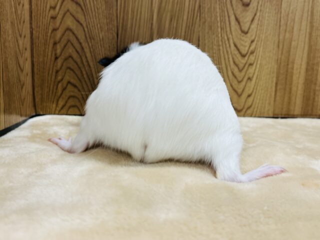 イングリッシュモルモット