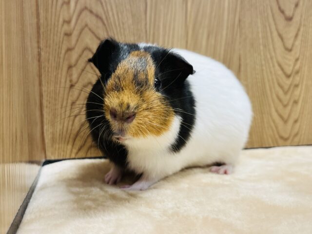 イングリッシュモルモット