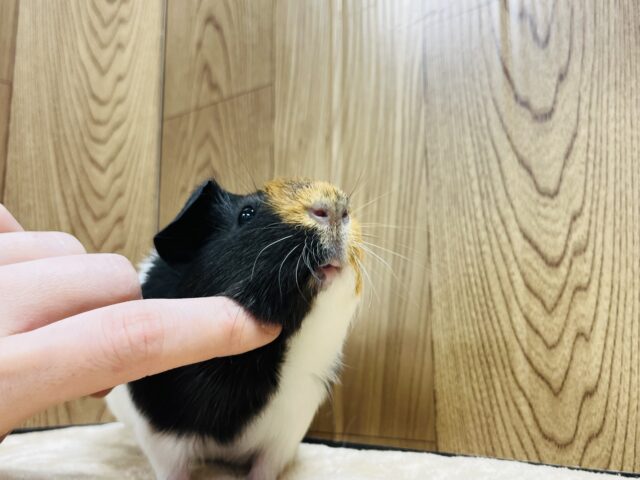 イングリッシュモルモット