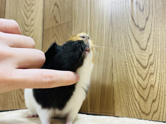 イングリッシュモルモット