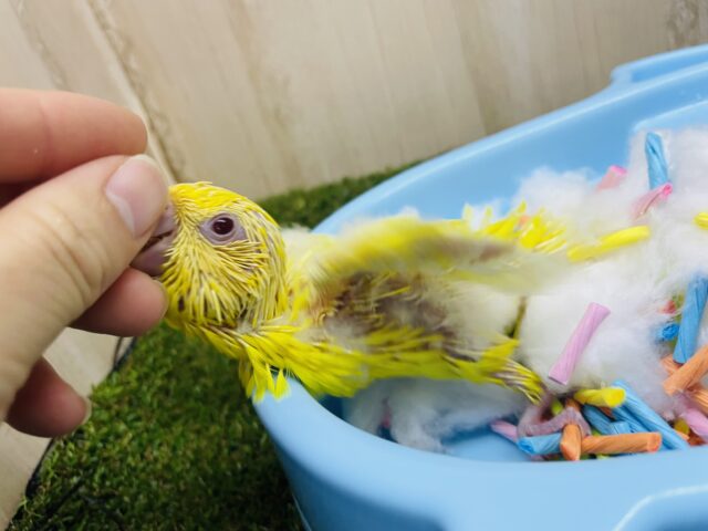 サザナミインコ