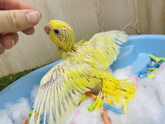 サザナミインコ