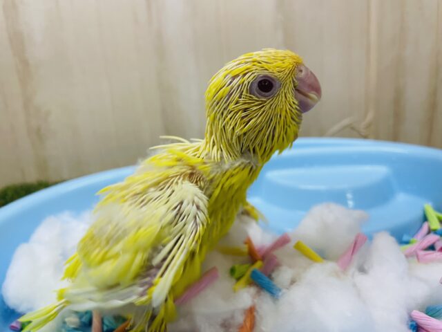 サザナミインコ