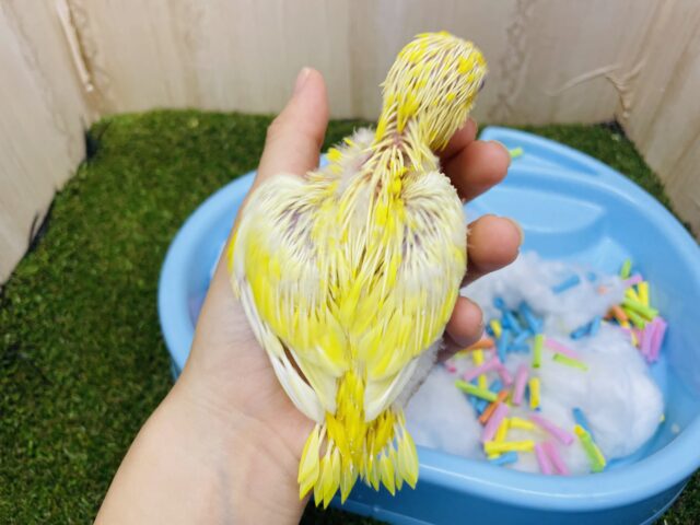 サザナミインコ