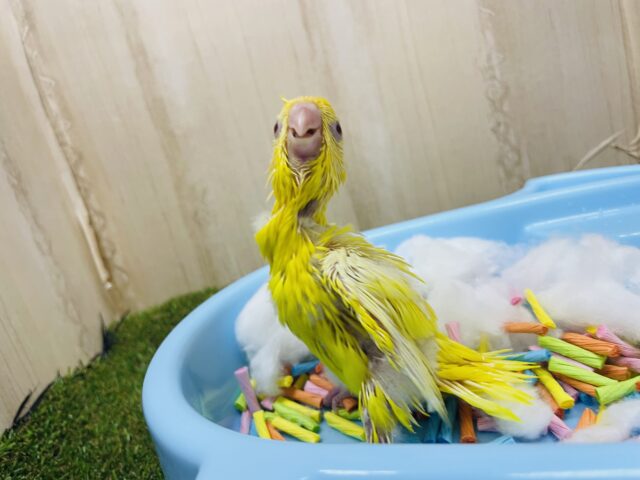 サザナミインコ