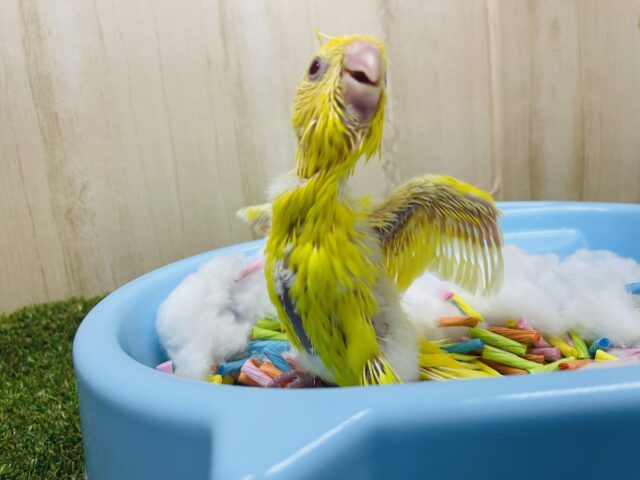 サザナミインコ