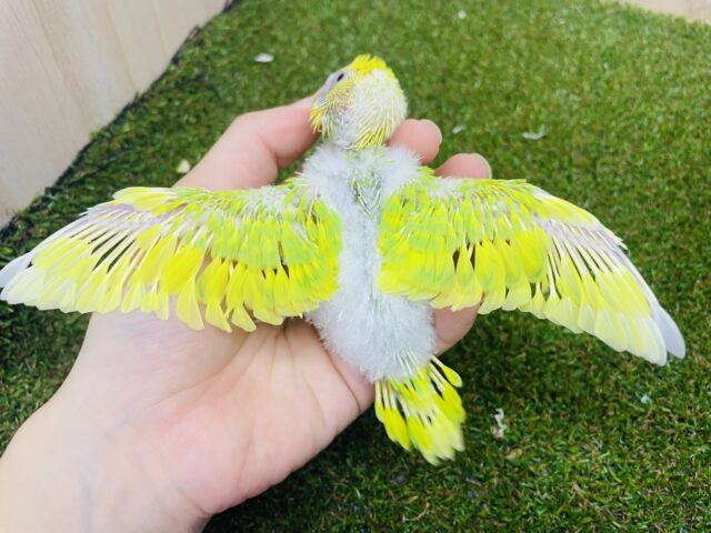 セキセイインコ