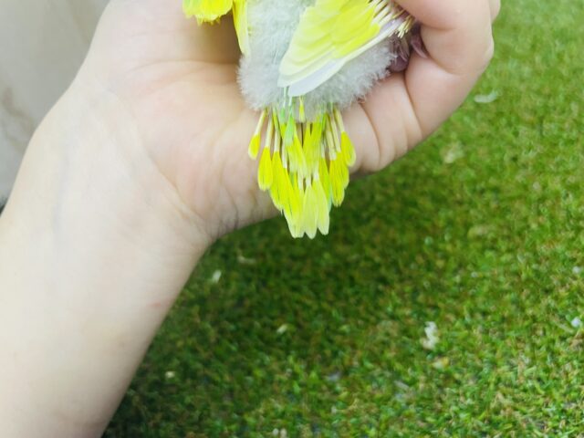 セキセイインコ