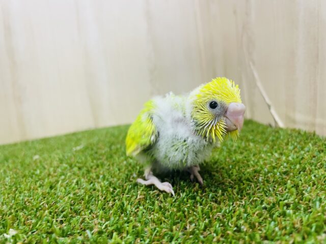 セキセイインコ