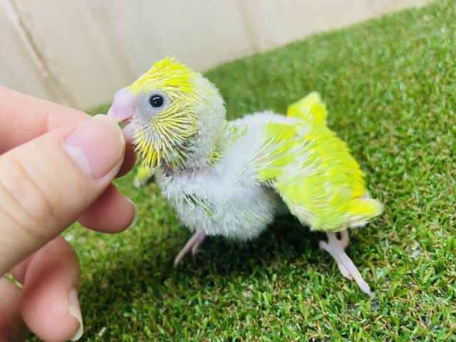 セキセイインコ