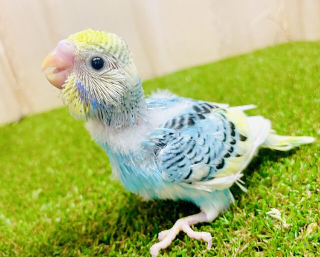 セキセイインコ