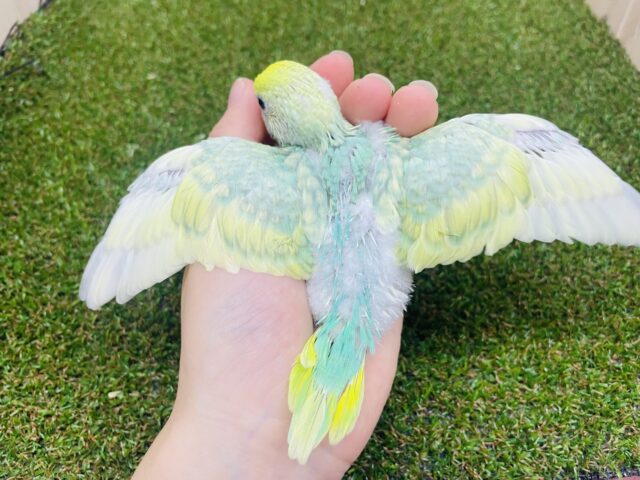 セキセイインコ