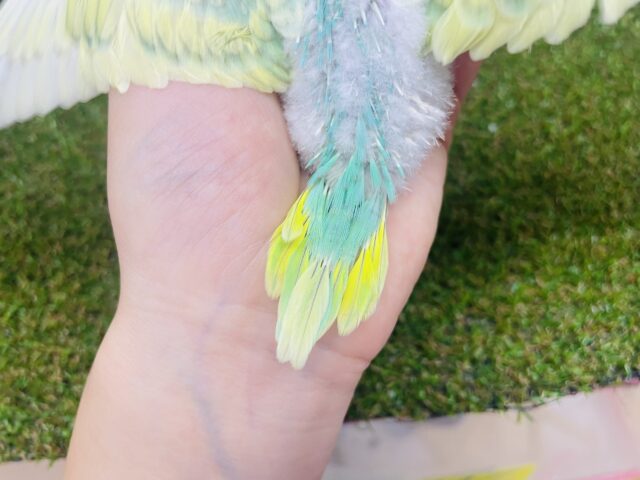 セキセイインコ