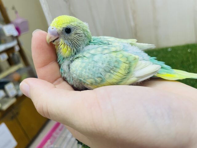 セキセイインコ