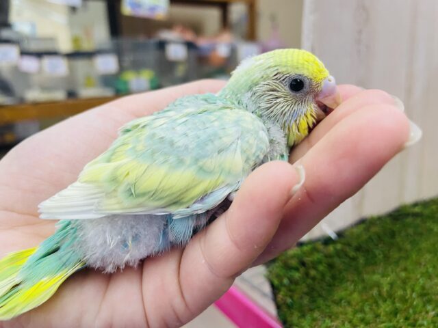 セキセイインコ