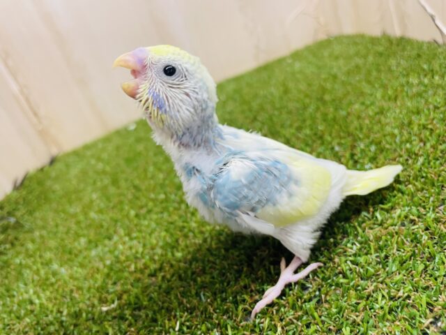セキセイインコ