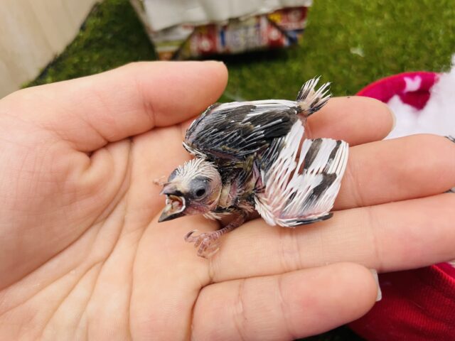 十姉妹（ジュウシマツ）