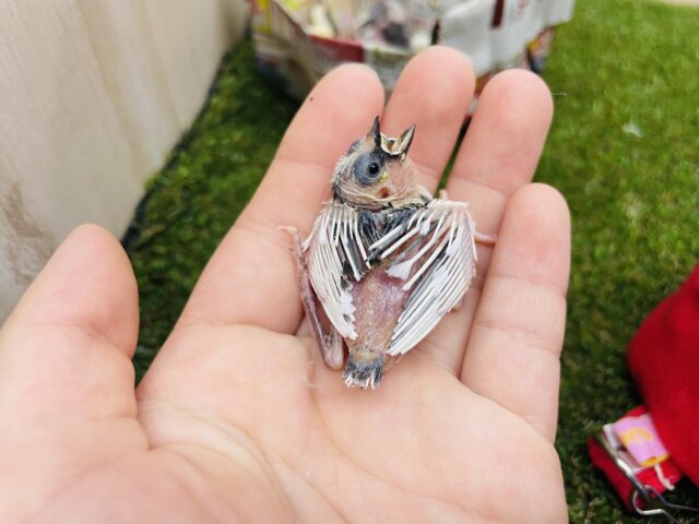 十姉妹（ジュウシマツ）