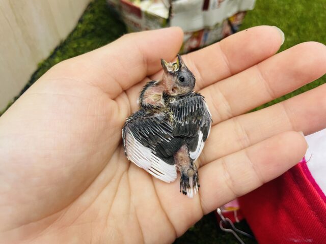 十姉妹（ジュウシマツ）