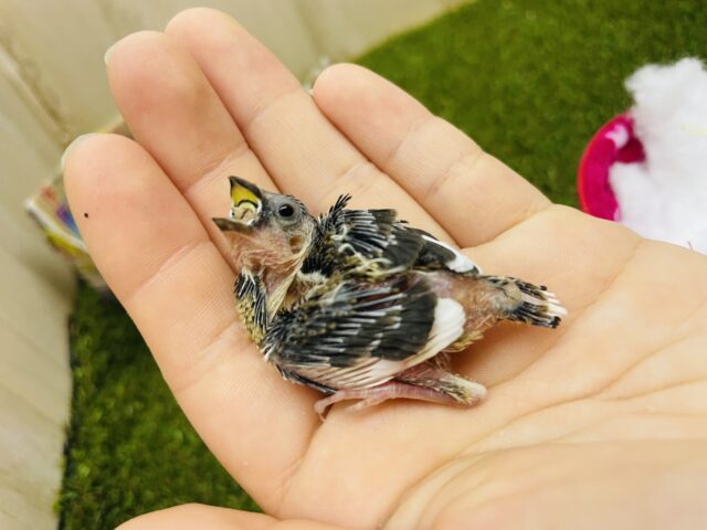 十姉妹（ジュウシマツ）