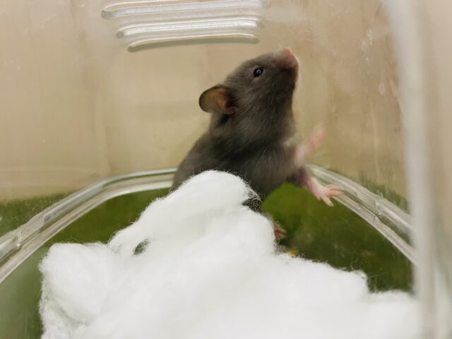 ゴールデンハムスター